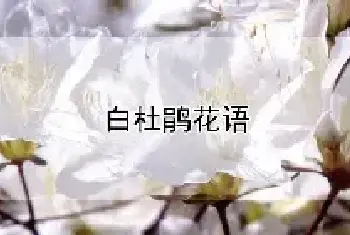 白杜鹃花语