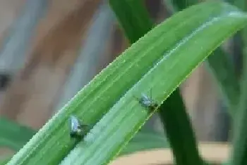 盆景养护管理 | 花盆里有小飞虫怎么办