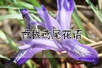 香根鸢尾花语