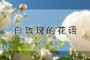 白玫瑰的花语