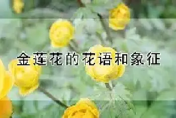 金莲花的花语和象征