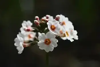 樱草的花语及传说