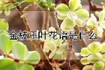 金枝玉叶花语是什么