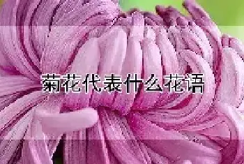 菊花代表什么花语