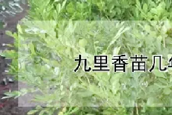 九里香苗几年开花