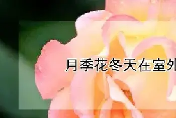 月季花冬天在室外会冻死吗