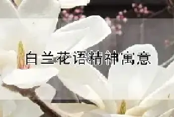 白兰花语精神寓意