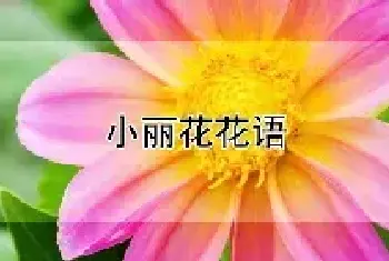 小丽花花语