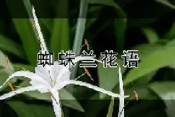 蜘蛛兰花语