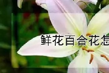 鲜花百合花怎么养护