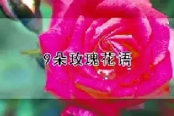 9朵玫瑰花语