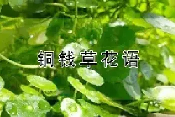 铜钱草花语