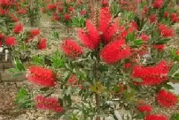 花卉果蔬盆景 | 红千层种植技术