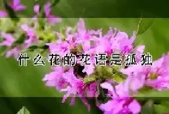 什么花的花语是孤独