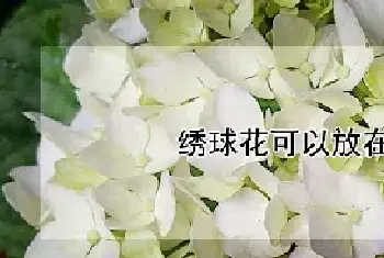 绣球花可以放在卧室吗