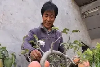 盆景养护管理 | 苹果盆景花果管理技巧