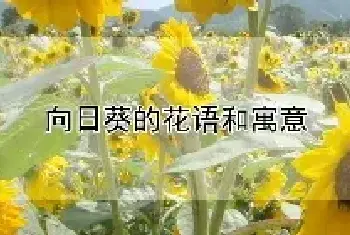 向日葵的花语和寓意