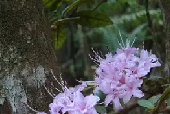 羊角花(杜鹃花)的花语及传说