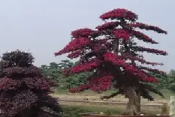 花卉果蔬盆景 | 红花继木（红桎木）嫁接技术