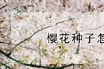 樱花种子怎么种