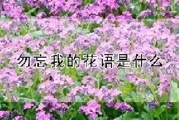 勿忘我的花语是什么