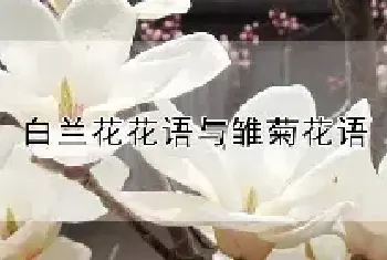 白兰花花语与雏菊花语