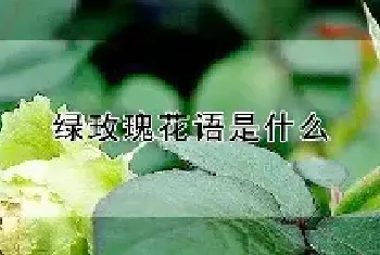 绿玫瑰花语是什么