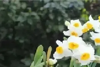 水仙花叶子发黄施什么肥