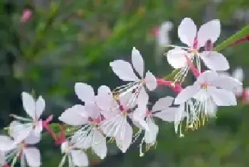 飞翔的花朵，千鸟花花语