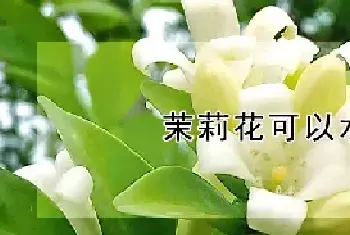 茉莉花可以水养吗