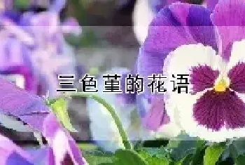 三色堇的花语