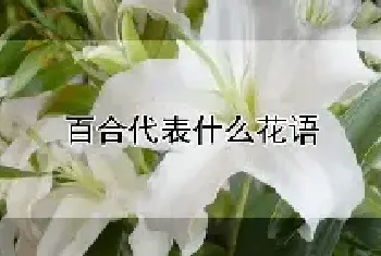 百合代表什么花语