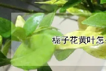 栀子花黄叶怎么回事