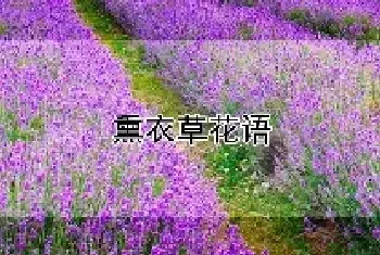 熏衣草花语