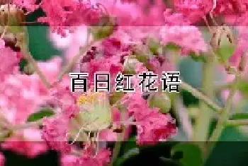 百日红花语