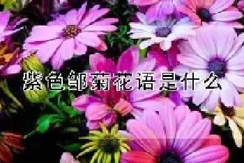 紫色邹菊花语是什么