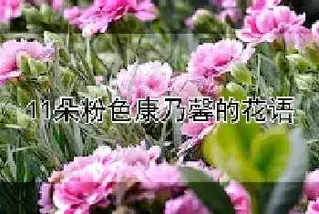 11朵粉色康乃馨的花语