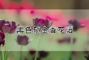 黑色郁金香花语