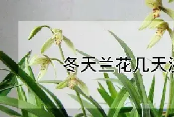 冬天兰花几天浇水一次