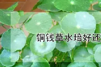 铜钱草水培好还是土培好