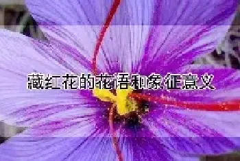 藏红花的花语和象征意义