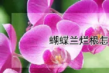 蝴蝶兰烂根怎么补救