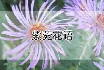 紫菀花语