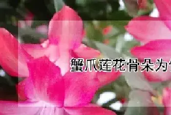 蟹爪莲花骨朵为何不开花