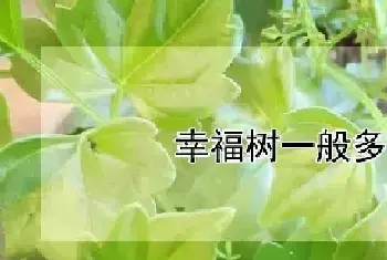 幸福树一般多高打顶