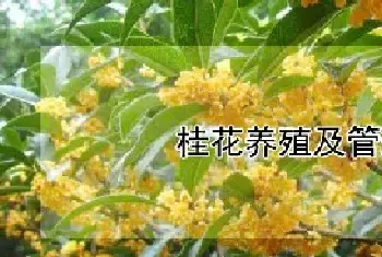 桂花养殖及管理方法