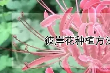 彼岸花种植方法及条件