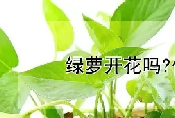 绿萝开花吗?什么色?