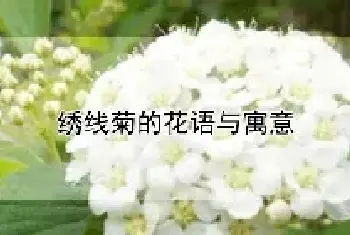 绣线菊的花语与寓意