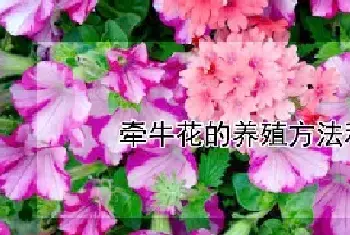 牵牛花的养殖方法和注意事项